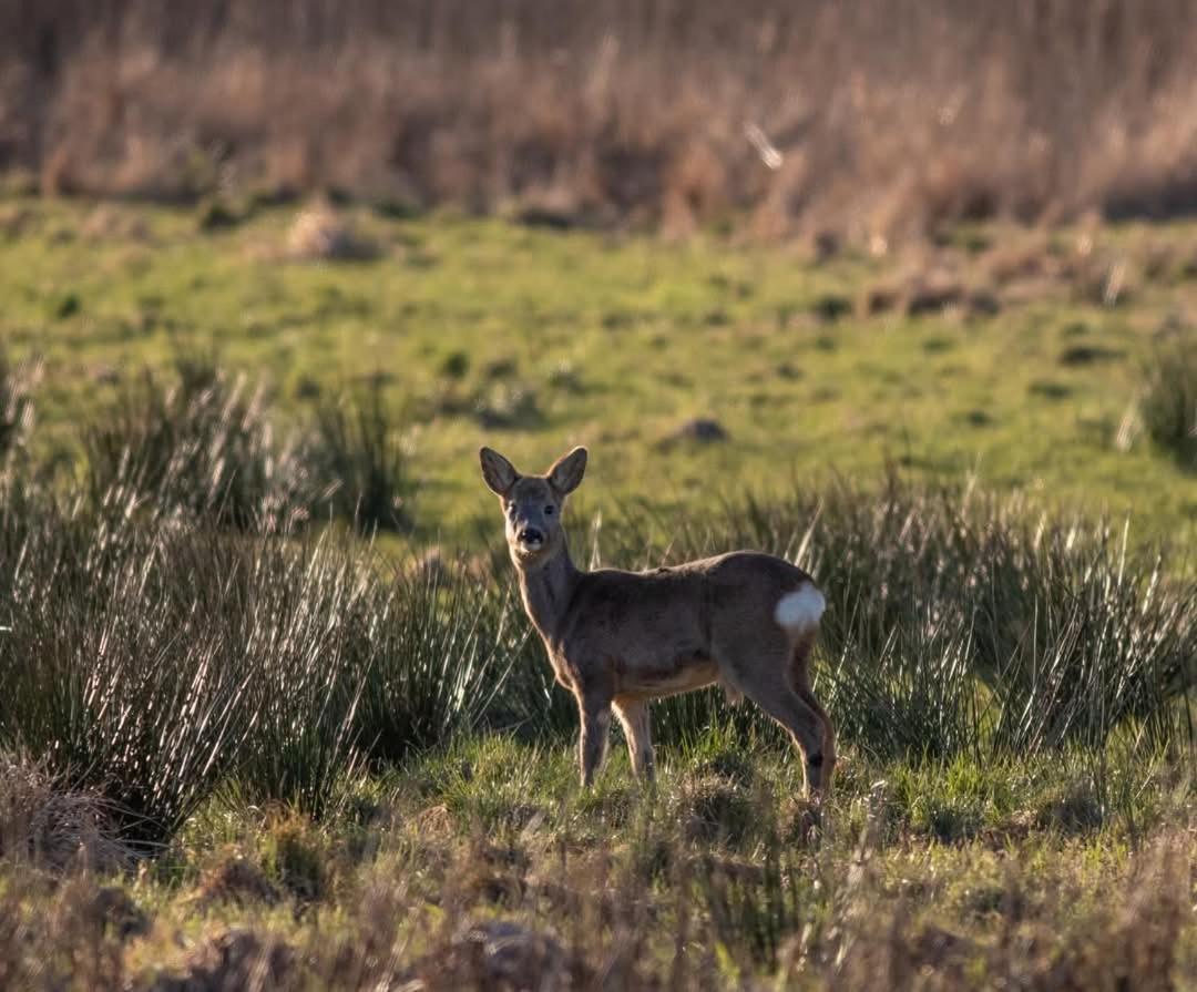 Villa Wunder Spottrup Pokój zdjęcie
